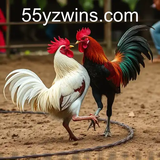 Understanding the Controversial Practice of Rinha de Galos